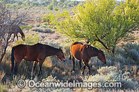 Horses in outback Australia Photo - Gary Bell