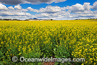 Field of Canola outback Australia Photo - Gary Bell