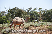 Feral Camels Australia Photo - Gary Bell