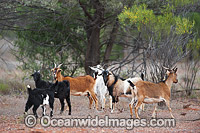 Feral Goats Australia Photo - Gary Bell