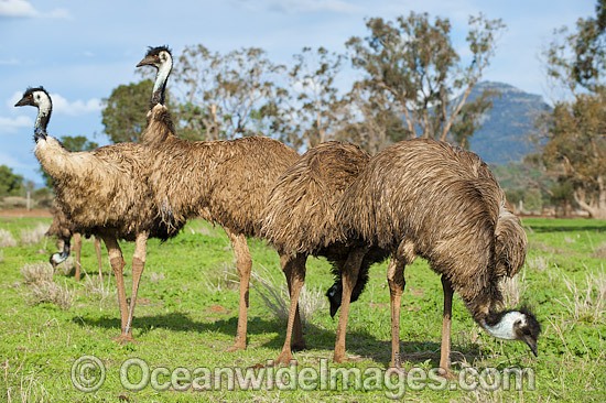 Emus Outback Australia photo