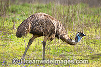 Emus Outback Australia Photo - Gary Bell