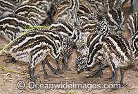 Emu chicks Photo - Gary Bell