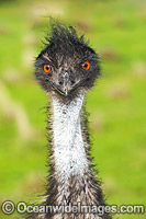 Emu face Photo - Gary Bell
