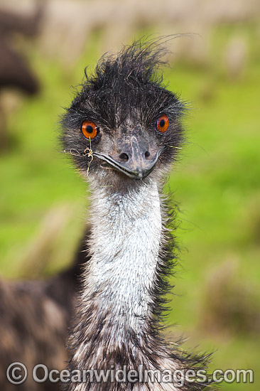 young dark emu