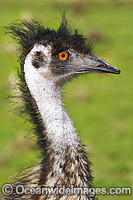 Emu head shot Photo - Gary Bell