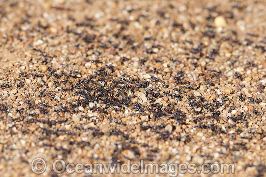 Meat Ants on nest photo