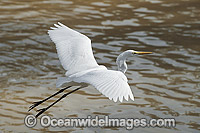 Great Egret flying Photo - Gary Bell