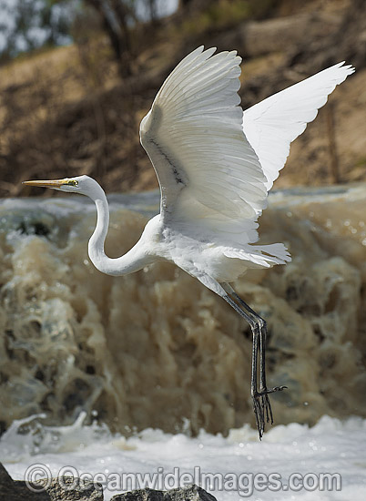 Great Egret flying photo