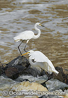 Great Egrets Darling River Photo - Gary Bell