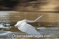 Great Egret flying Photo - Gary Bell