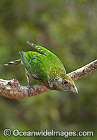 Green Catbird Photo - Gary Bell