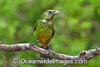 Australian Green Catbird Photo - Gary Bell