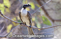 Noisy Friarbird Philemon corniculatus Photo - Gary Bell