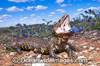 Shingle-back Lizard displaying blue tonue Photo - Gary Bell