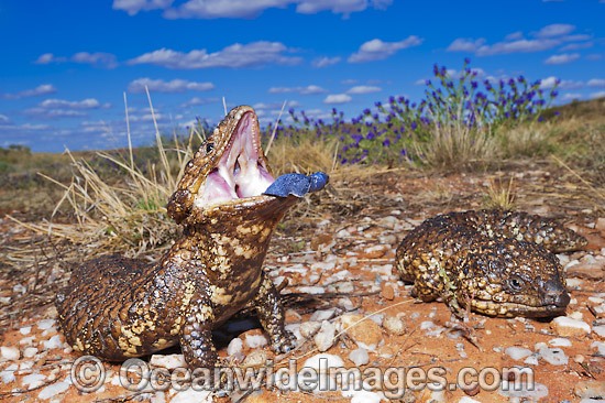 Lizards Australia