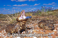 Shingle-back Lizard with blue tongue Photo - Gary Bell