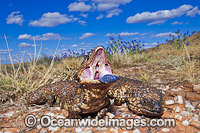 Shingle-back Lizards Photo - Gary Bell