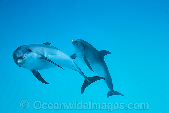 Atlantic Spotted Dolphin Bahamas photo