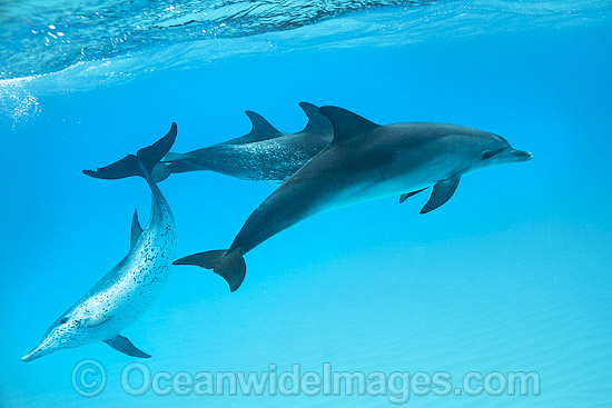 Atlantic Spotted Dolphin group photo