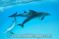 Atlantic Spotted Dolphin group Photo - Vanessa Mignon