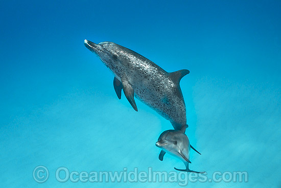 Atlantic Spotted Dolphin mother with calf photo