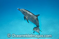 Atlantic Spotted Dolphin mother with calf Photo - Vanessa Mignon