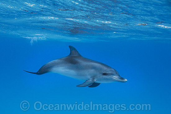 Atlantic Spotted Dolphin calf photo
