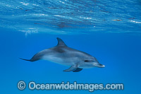 Atlantic Spotted Dolphin calf Photo - Vanessa Mignon