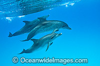 Atlantic Spotted Dolphin mother Photo - Vanessa Mignon