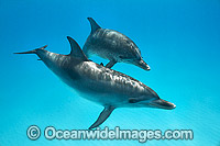 Atlantic Spotted Dolphin mother with calf Photo - Vanessa Mignon