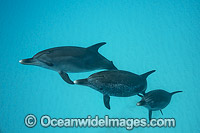 Atlantic Spotted Dolphin Photo - Vanessa Mignon