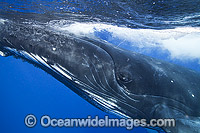 Humpback Whale Photo - Vanessa Mignon