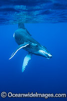 Humpback Whale underwater Photo - Vanessa Mignon