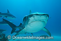 Tiger Shark with Suckerfish attached Photo - Vanessa Mignon