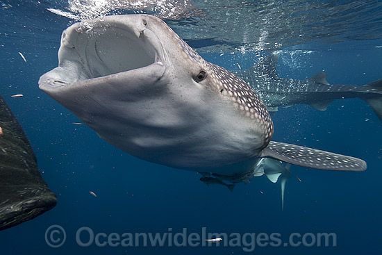 whale shark eating fish from net