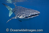 Whale Shark Photo - Vanessa Mignon