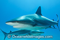 Caribbean Reef Sharks Photo - Vanessa Mignon