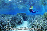 Scuba Diver exploring Staghorn Coral reef Photo - Gary Bell