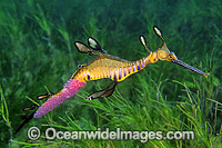 Weedy Seadragon with eggs attached Photo - Gary Bell
