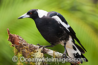 Australian Magpie Photo - Gary Bell