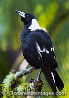 Australian Magpie singing Photo - Gary Bell