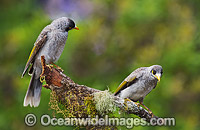 Noisy Miner birds Photo - Gary Bell