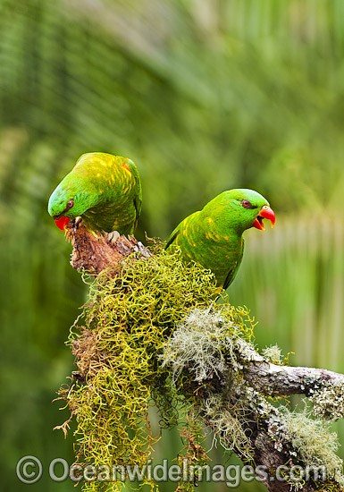 Scaly-breasted Lorikeets photo