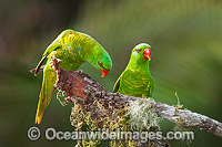 Scaly-breasted Lorikeets Photo - Gary Bell