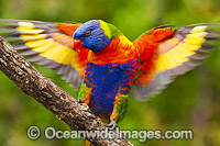 Rainbow Lorikeet flapping wings Photo - Gary Bell