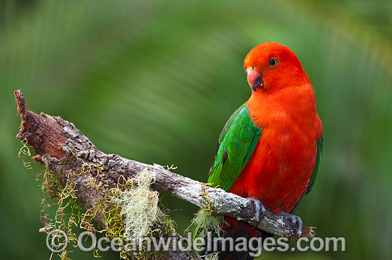 Australian King Parrot male photo