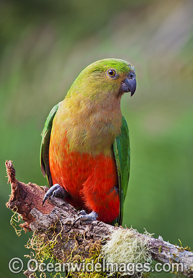 Australian King Parrot female photo