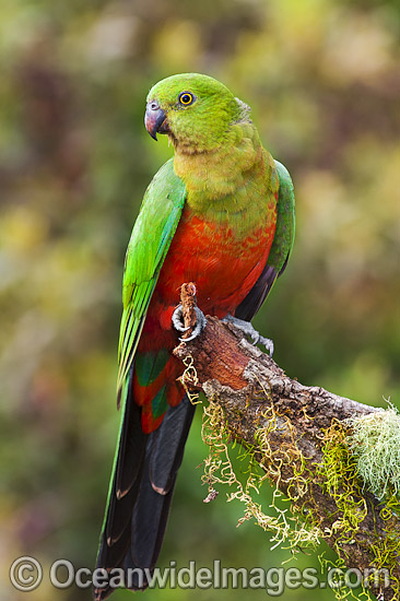 Australian King Parrot young male photo