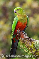 Australian King Parrot young male Photo - Gary Bell